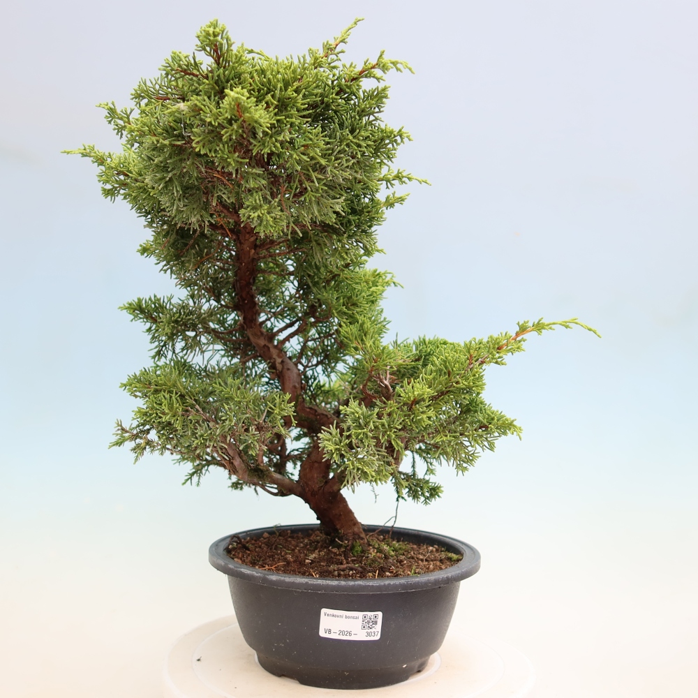 Bonsaï d'extérieur - Juniperus chinensis Itoigawa-Juniperus chinensis