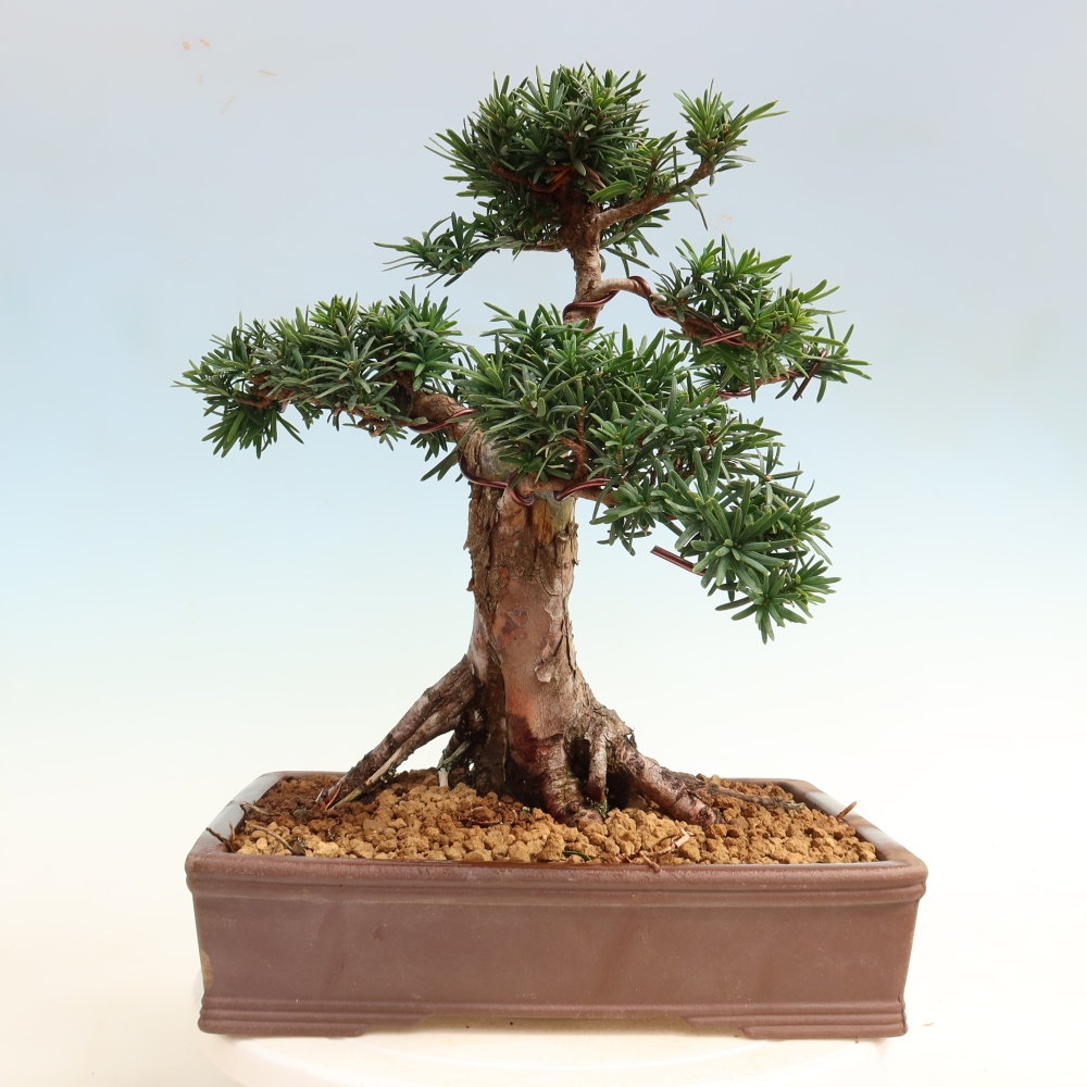 Bonsaï d'extérieur - Taxus cuspidata - If japonais