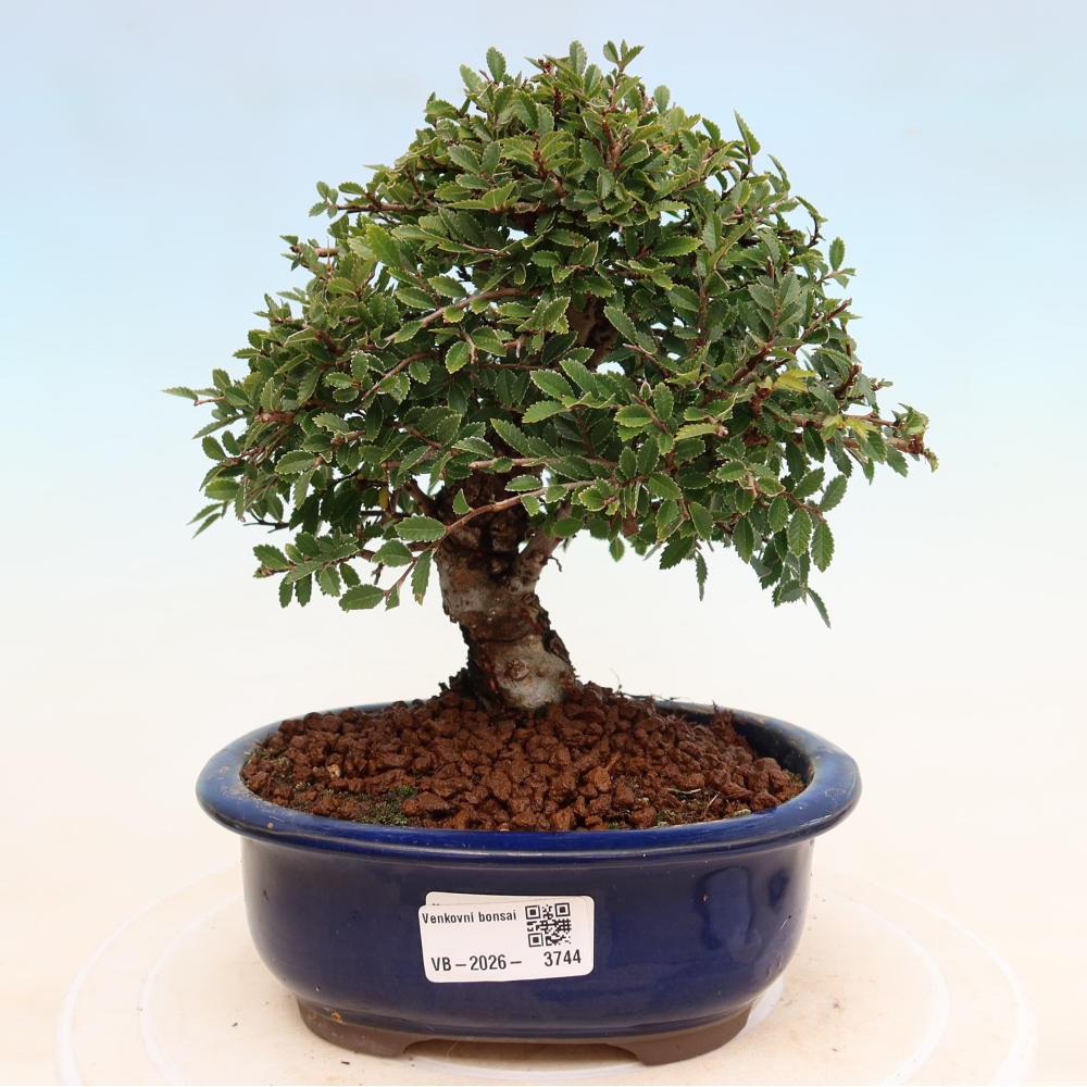 Bonsaï d'extérieur - Zelkova - Zelkova NIRE