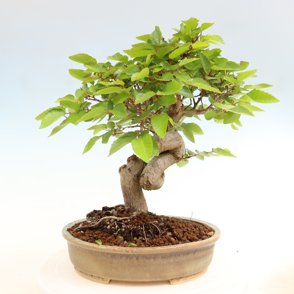 Bonsaï d'extérieur -Carpinus Coreana - Charme de Corée