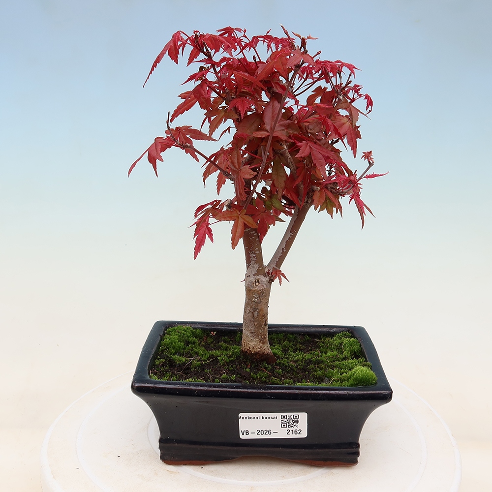 Bonsaï d'extérieur - Acer palmatum DESHOJO