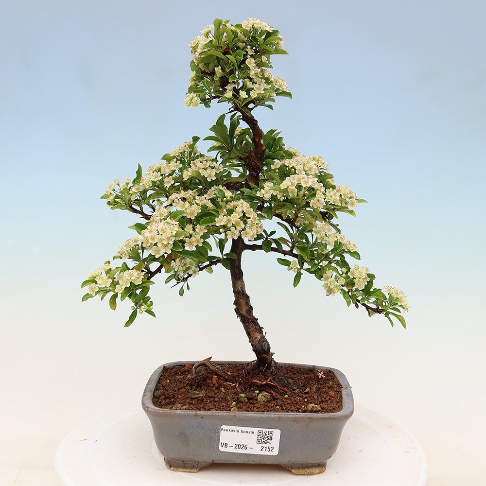 Bonsaï d'extérieur - Pyracantha teton - Pyracantha