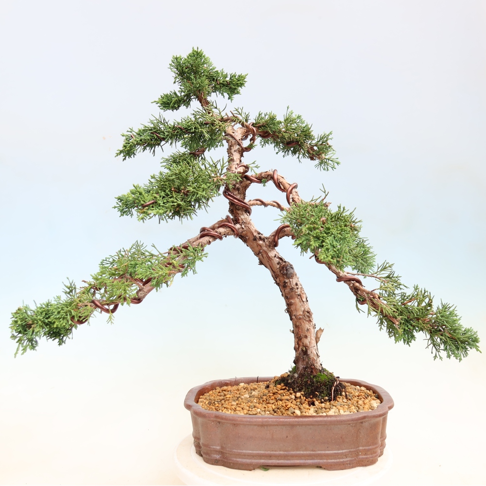 Bonsaï d'extérieur - Juniperus chinensis Kishu