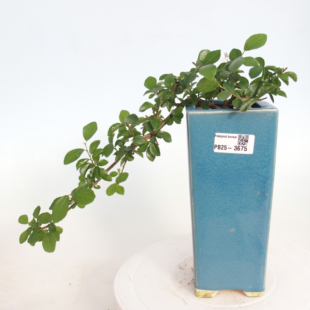 Bonsaï d'intérieur - Grewia occidentalis - Etoile de mer lavande