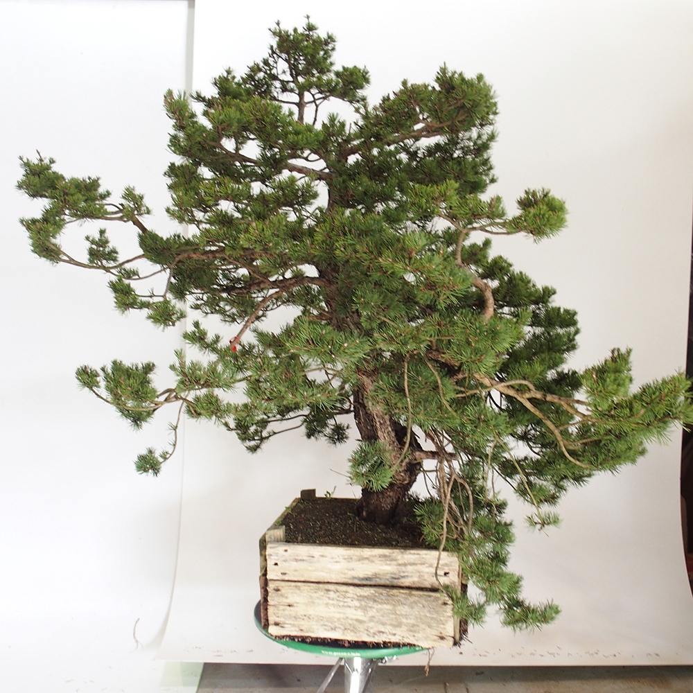 Yamadori - Pinus sylvestris Espagne