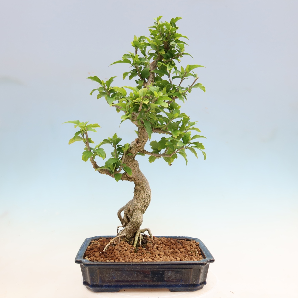 Bonsaï d'extérieur - Hibiscus syriacus - Hibiscus de Syrie
