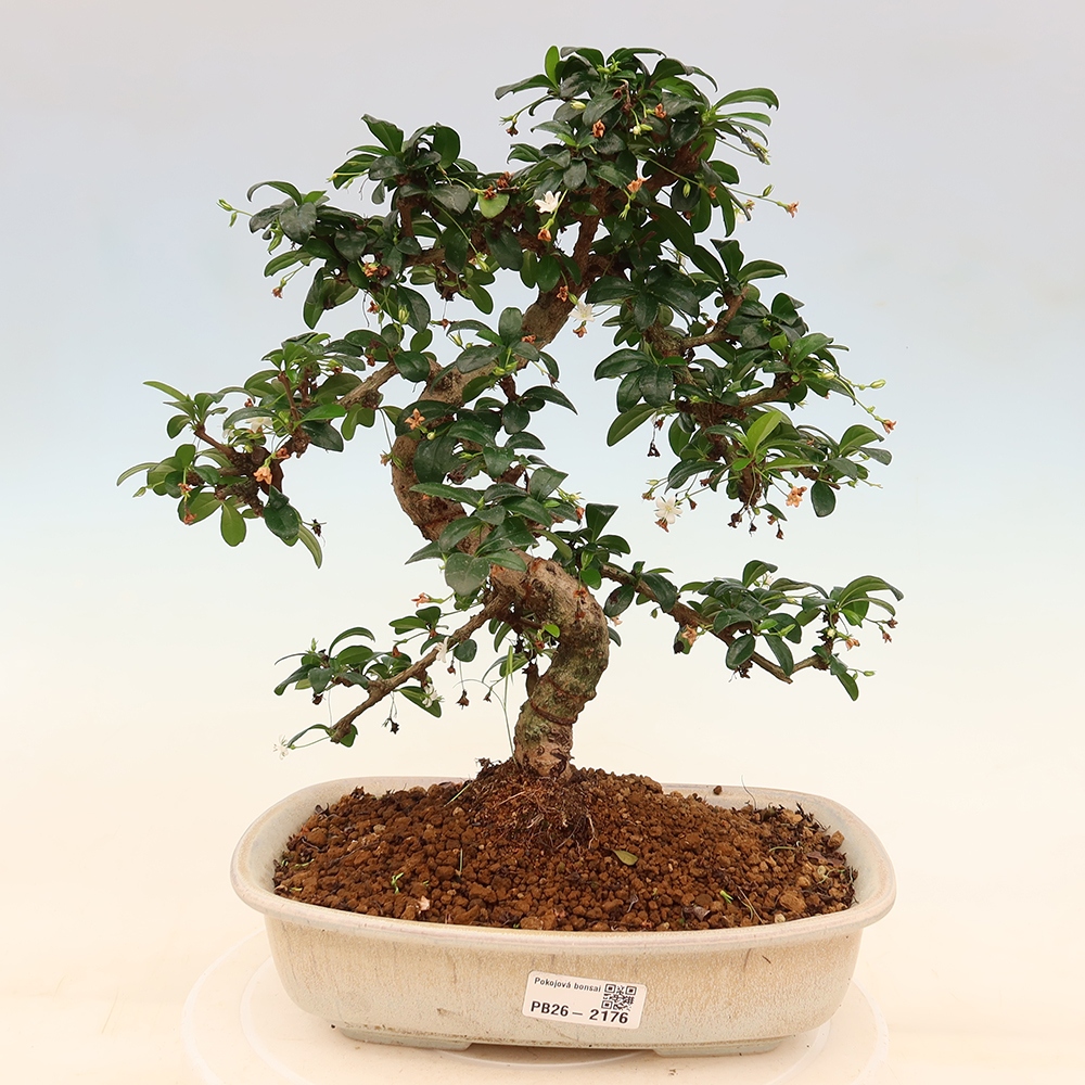 Bonsaï de chambre - Carmona macrophylla - Tea fuki