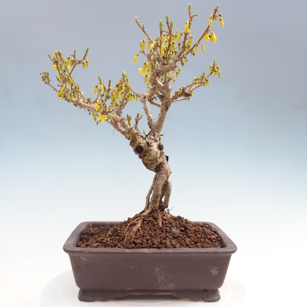 Bonsaï d'extérieur - Zlatice - Forsythia koreana