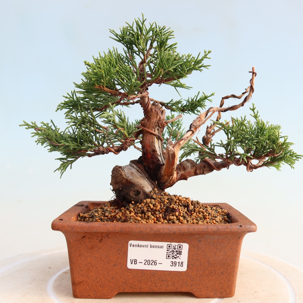 Bonsaï d'extérieur - Juniperus chinensis Itoigawa