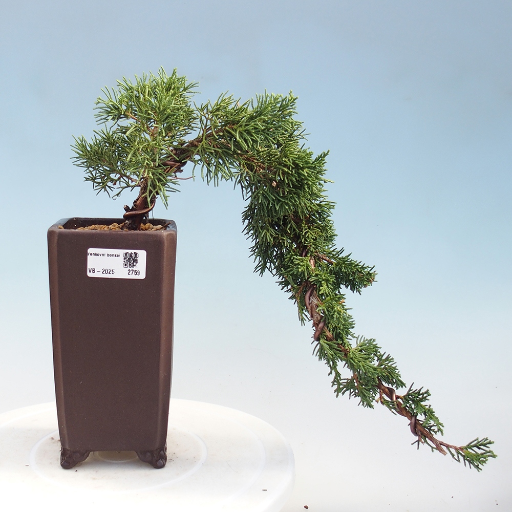 Bonsaï d'extérieur - Juniperus chinensis Kishu