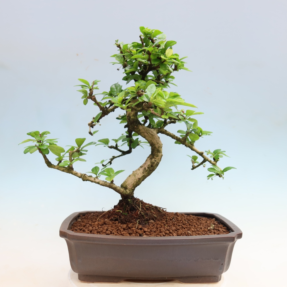 Bonsaï de chambre - Carmona macrophylla - Tea fuki