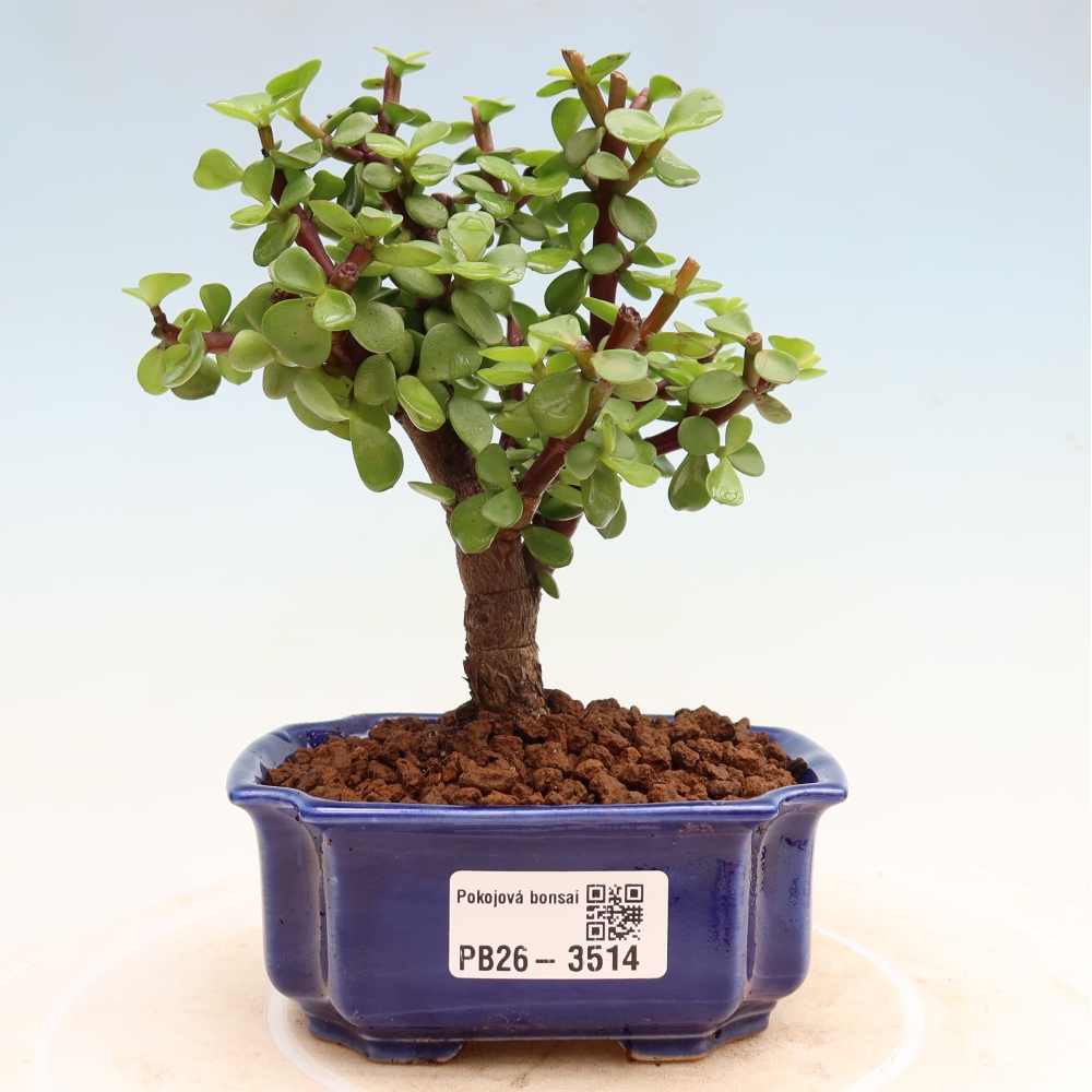 Bonsaï de chambre - Portulakaria Afra - Tlustice