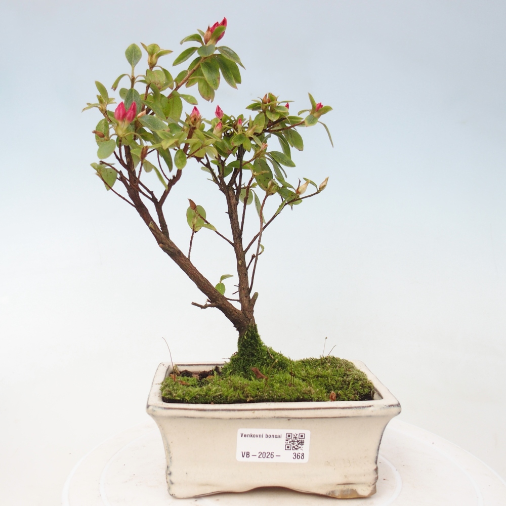Bonsaïs d'extérieur - Azalée japonaise - Azalea sp.