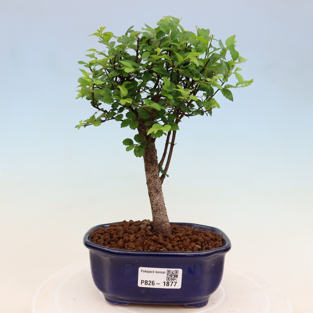 Bonsaï de chambre - Ulmus parvifolia - Orme à petites feuilles