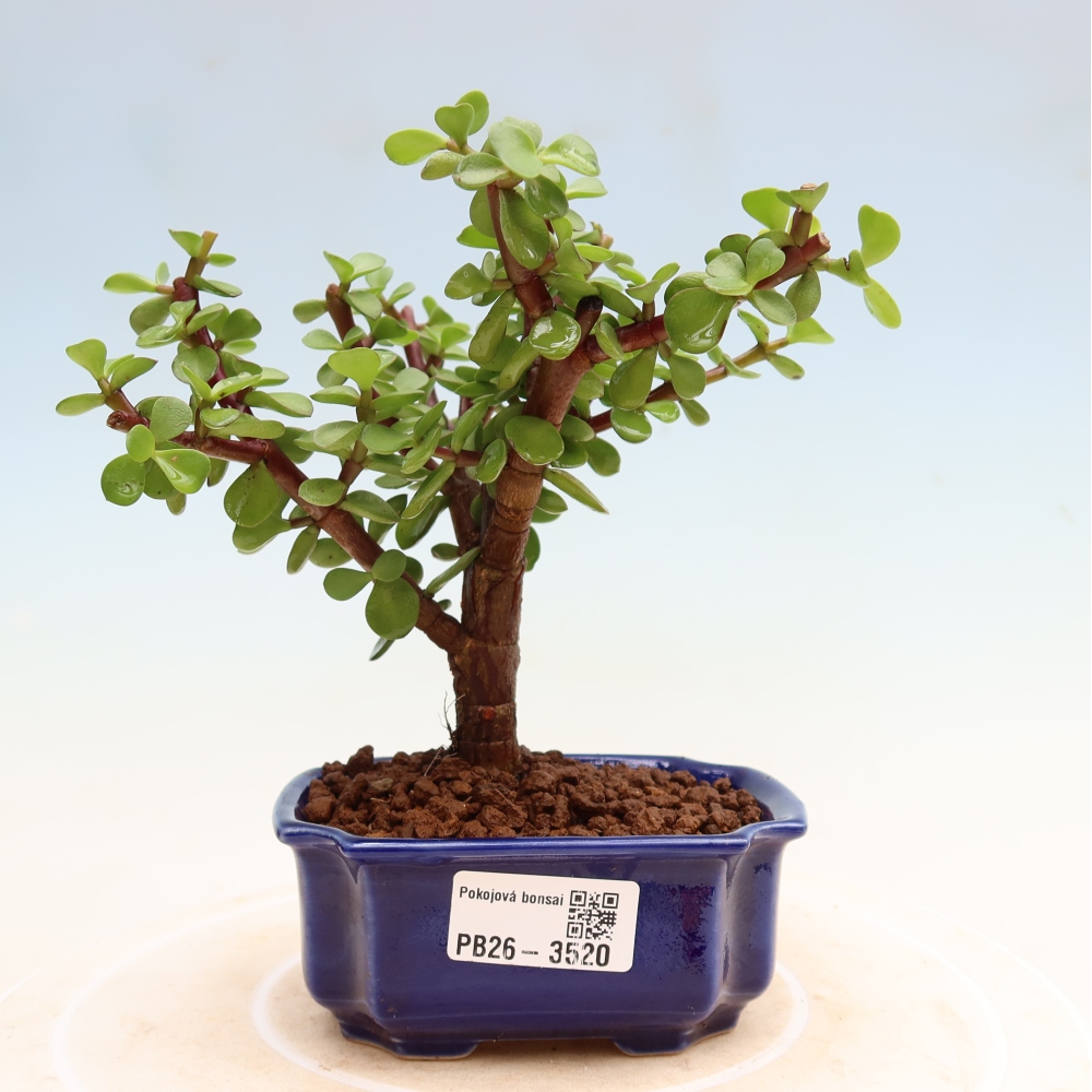 Bonsaï de chambre - Portulakaria Afra - Tlustice