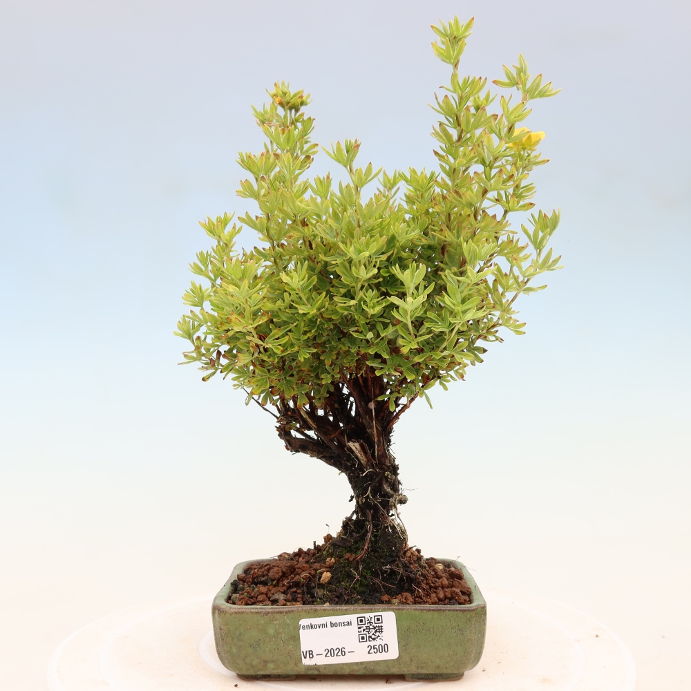 Bonsaï d'extérieur - Potentila fruticosa