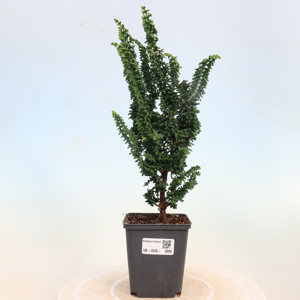 Bonsaï d'extérieur - Cham. obtusa SEKKA HINOKI - Cyprès