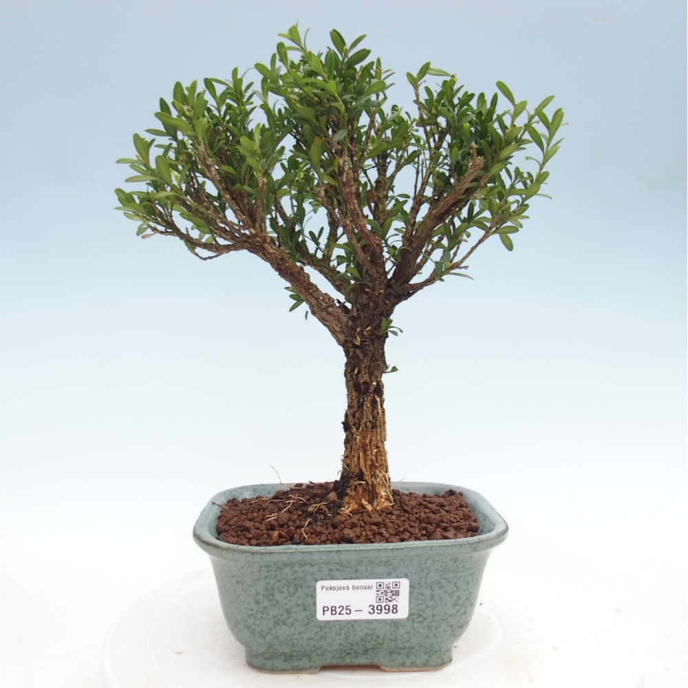 Bonsaï de chambre - Buxus harlandii - buxus liège