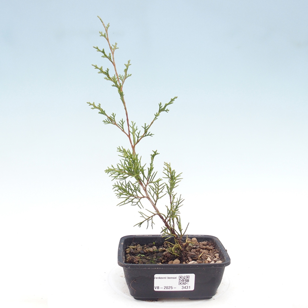 Bonsaï d'extérieur - Juniperus chinensis Itoigawa