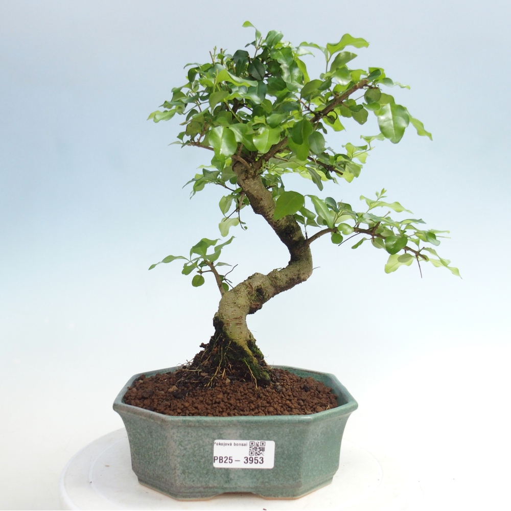 Bonsaï de chambre -Ligustrum chinensis - Bec d'oiseau