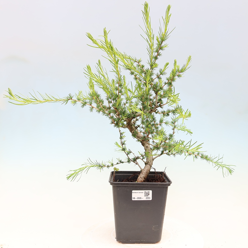 Bonsaï d'extérieur -Larix decidua - Mélèze