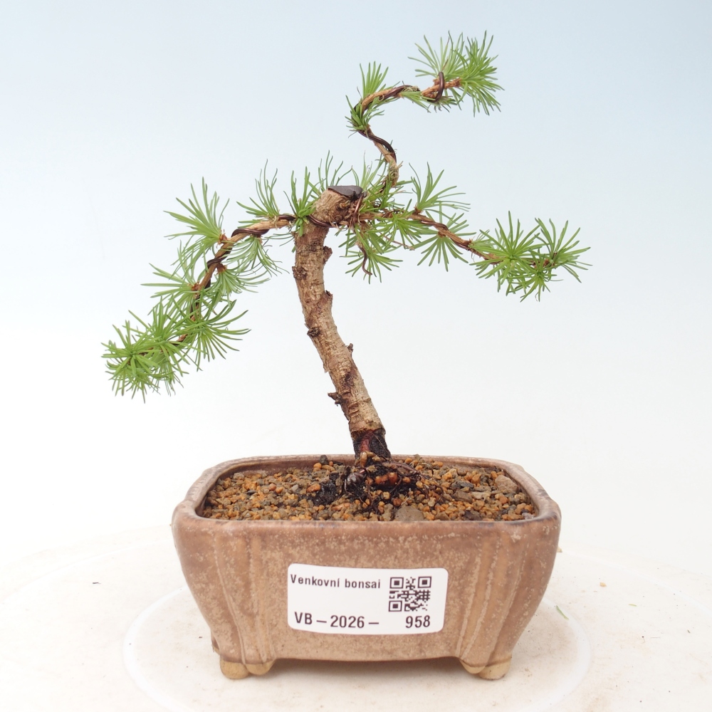 Bonsaï d'extérieur - Larix Kaempferi - Mélèze du Japon