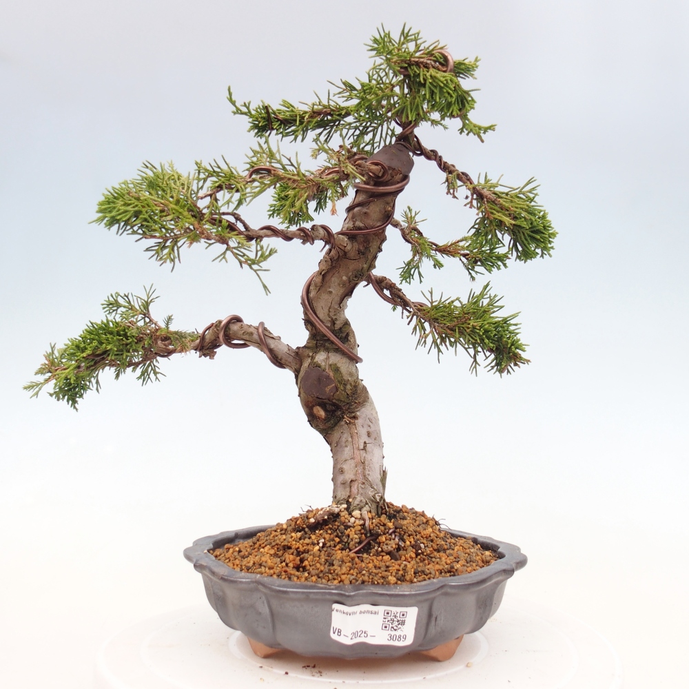 Bonsaï d'extérieur - Juniperus chinensis Itoigawa