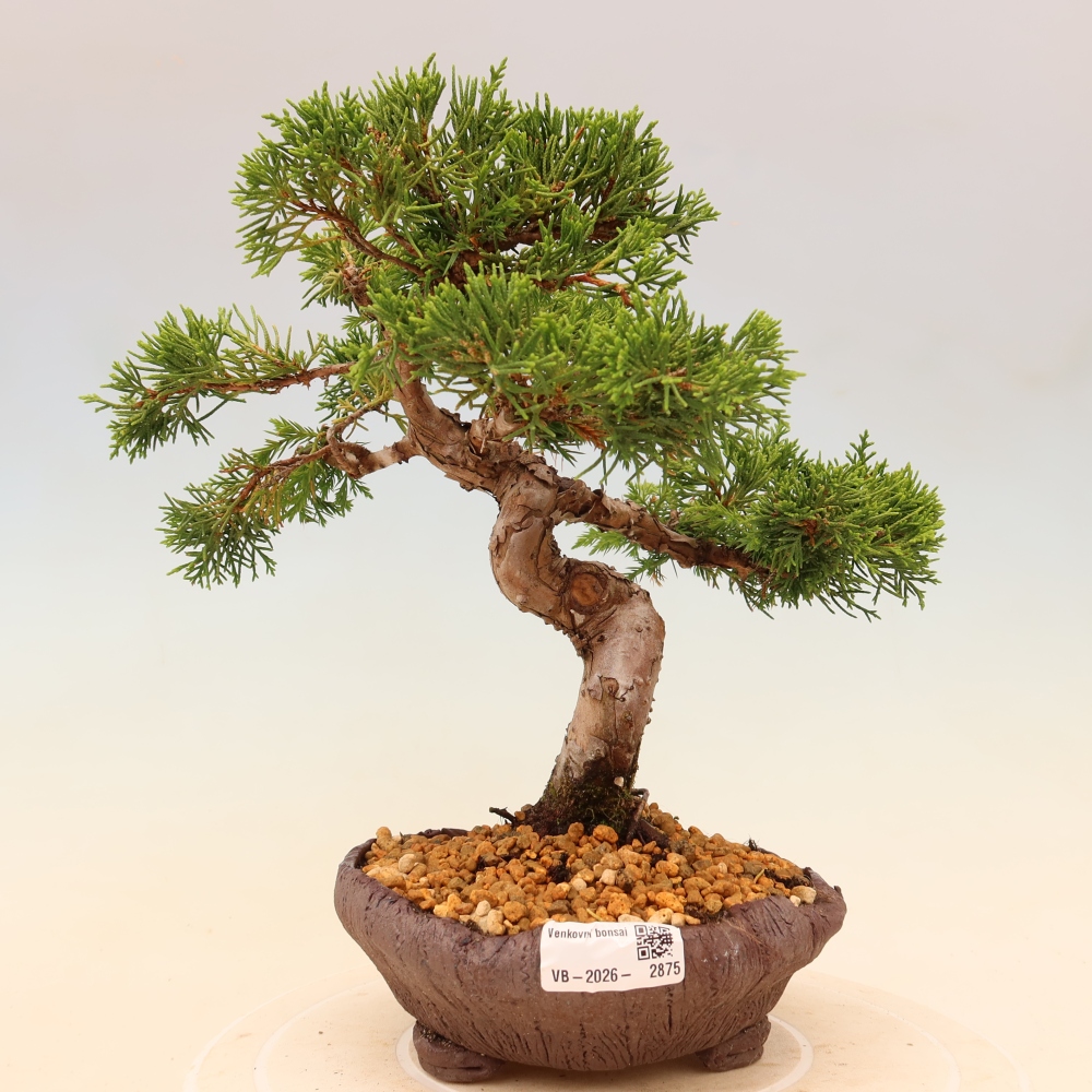 Bonsaï d'extérieur - Juniperus chinensis Itoigawa