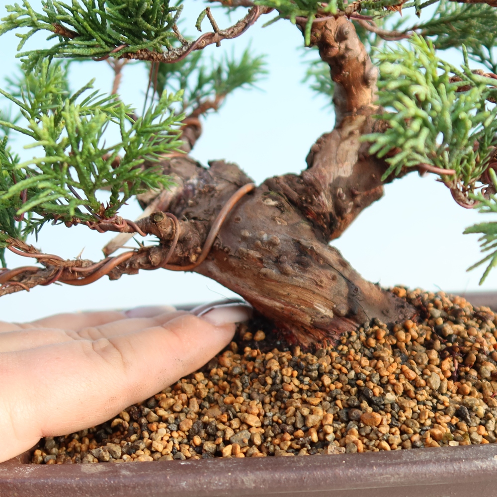 Bonsaï d'extérieur - Juniperus chinensis Itoigawa