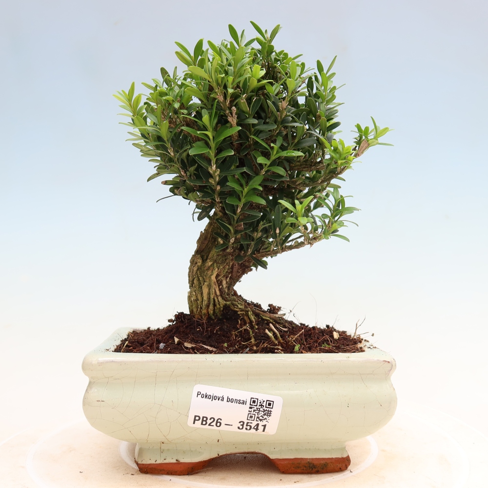 Bonsaï de chambre - Buxus harlandii - buxus liège