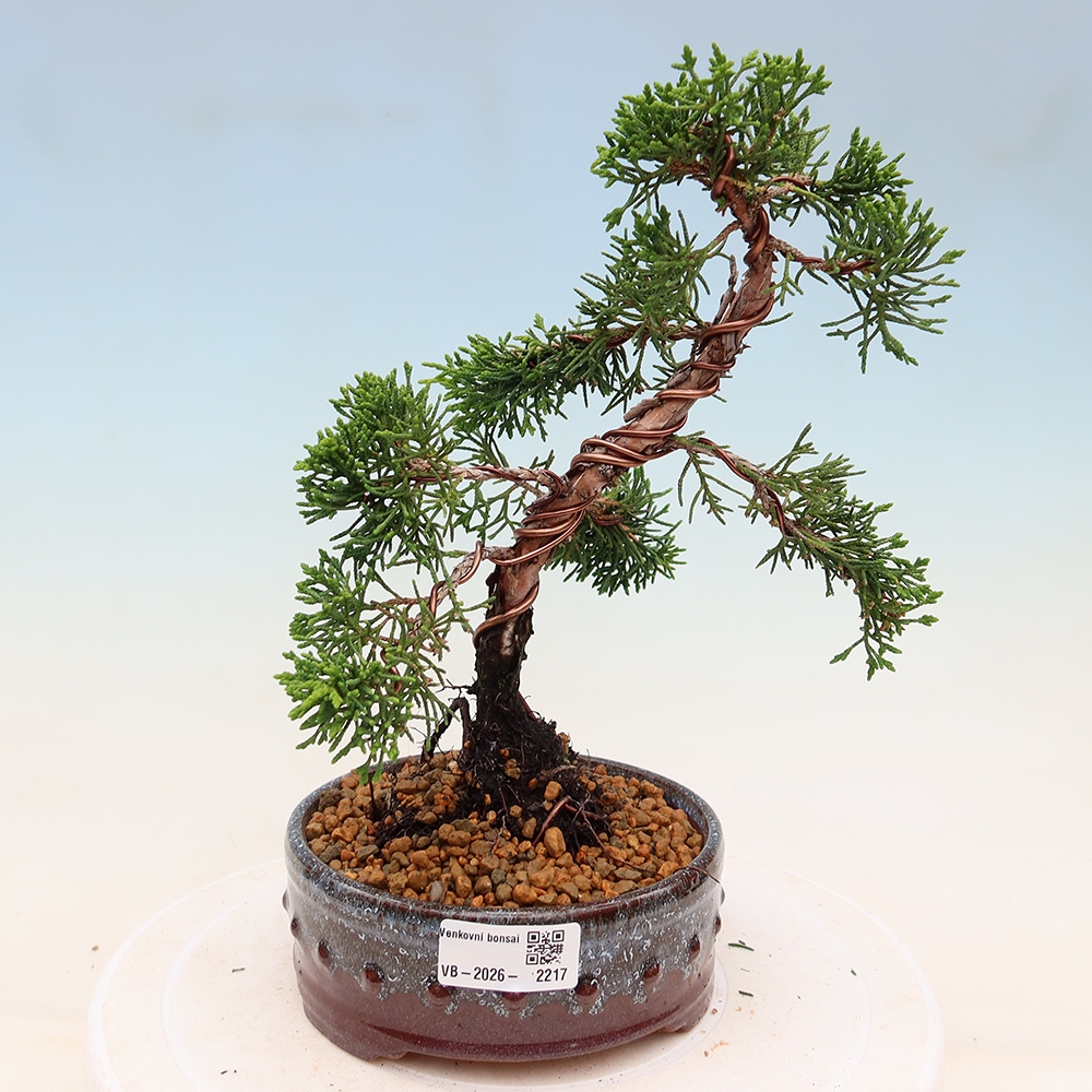 Bonsaï d'extérieur - Juniperus chinensis Kishu