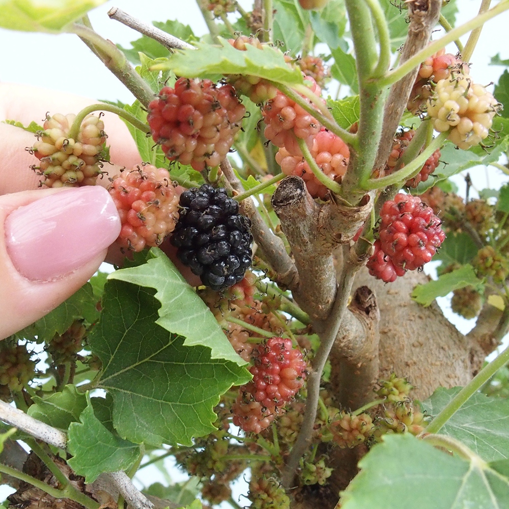 Bonsaï d'extérieur -Morus alba - mûrier