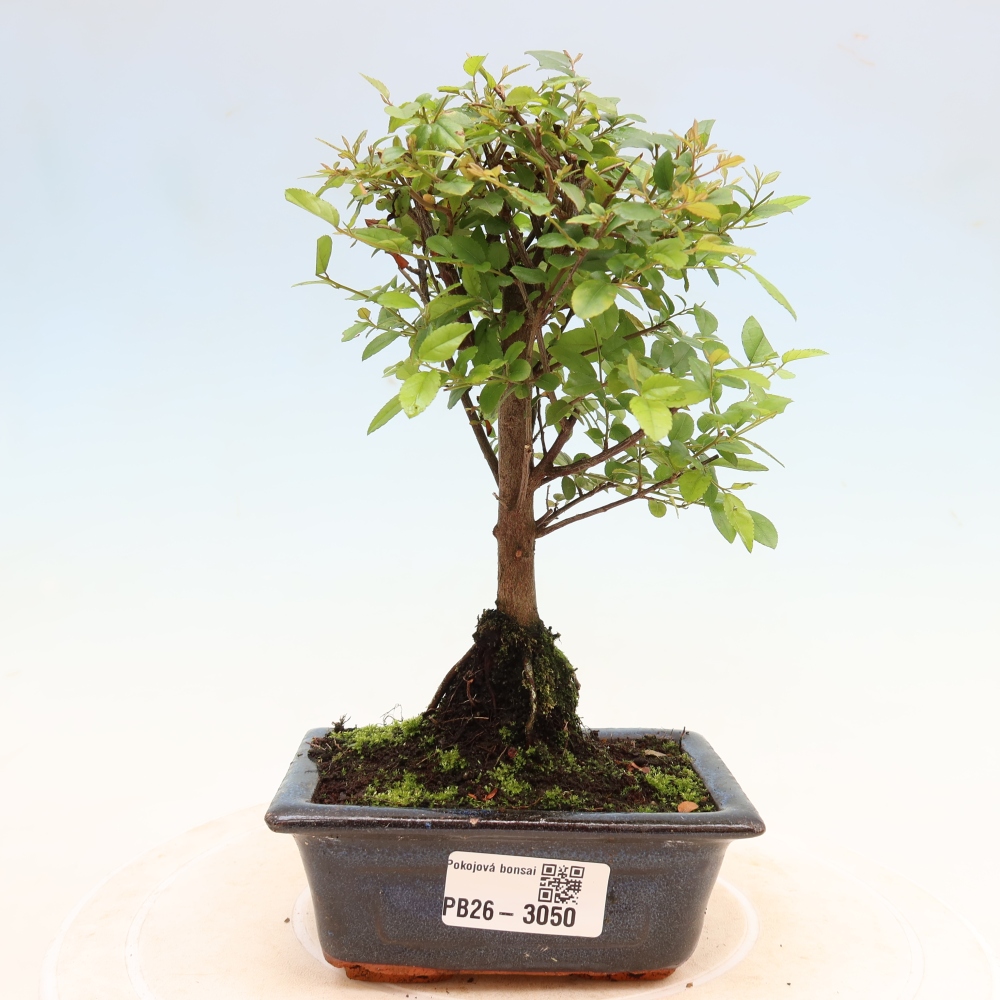 Bonsaï de chambre - Sageretia thea - Sageretia thea