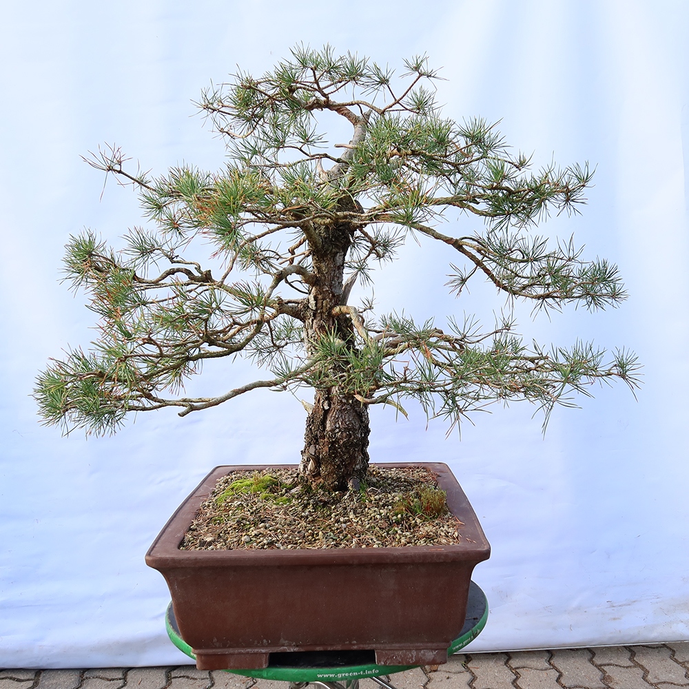 Pinus sylvestris Espagne - pin sylvestre