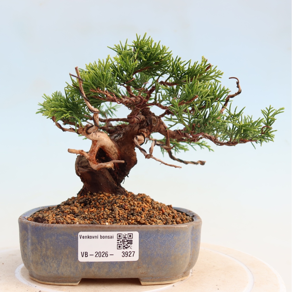Bonsaï d'extérieur - Juniperus chinensis Itoigawa