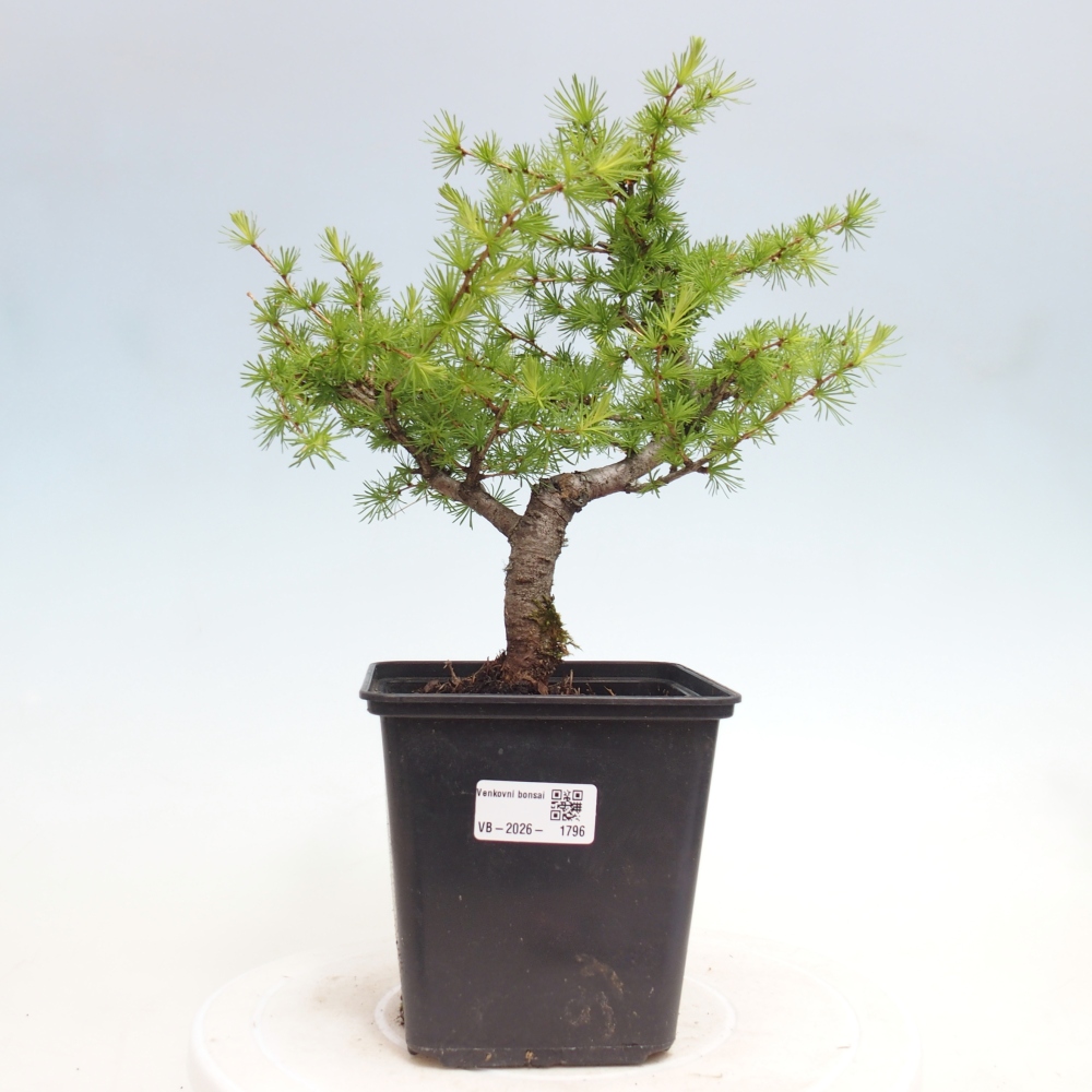 Bonsaï d'extérieur -Larix decidua - Mélèze