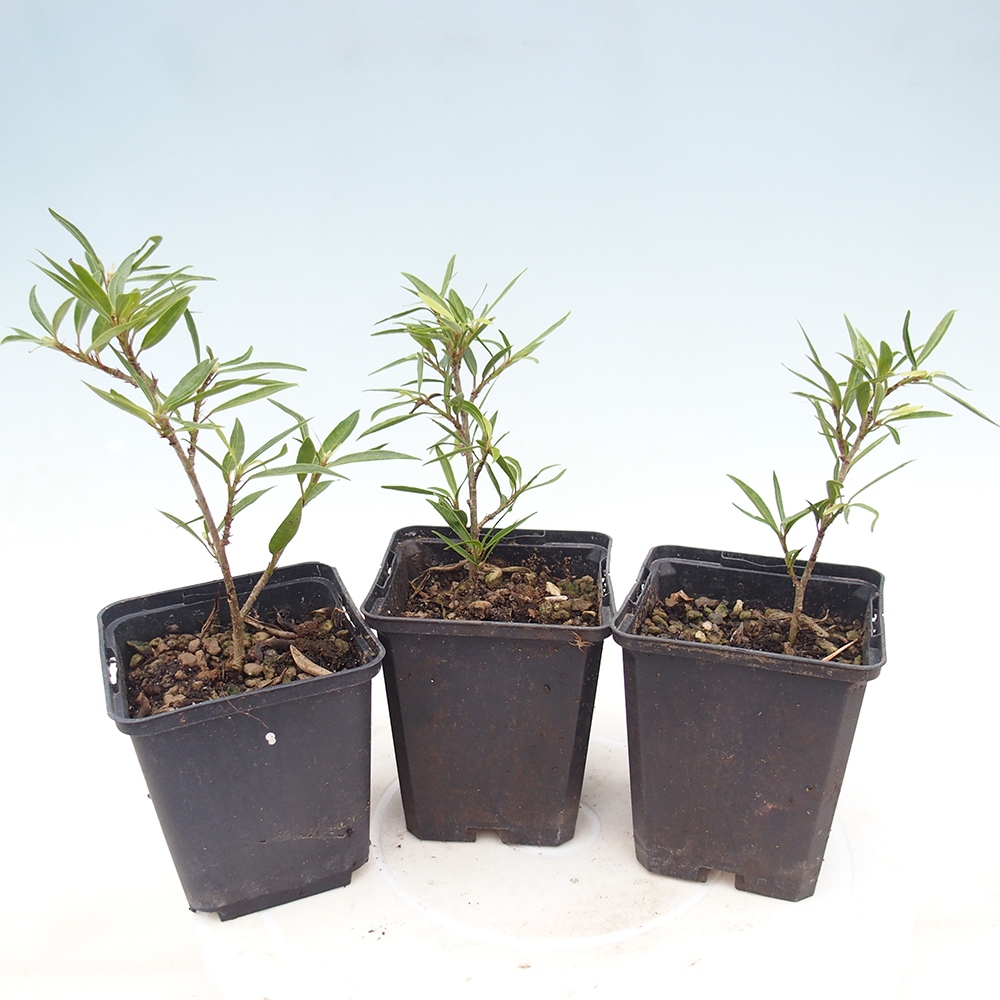 Salle bonsaï - Ficus nerifolia - ficus à petites feuilles en conteneur