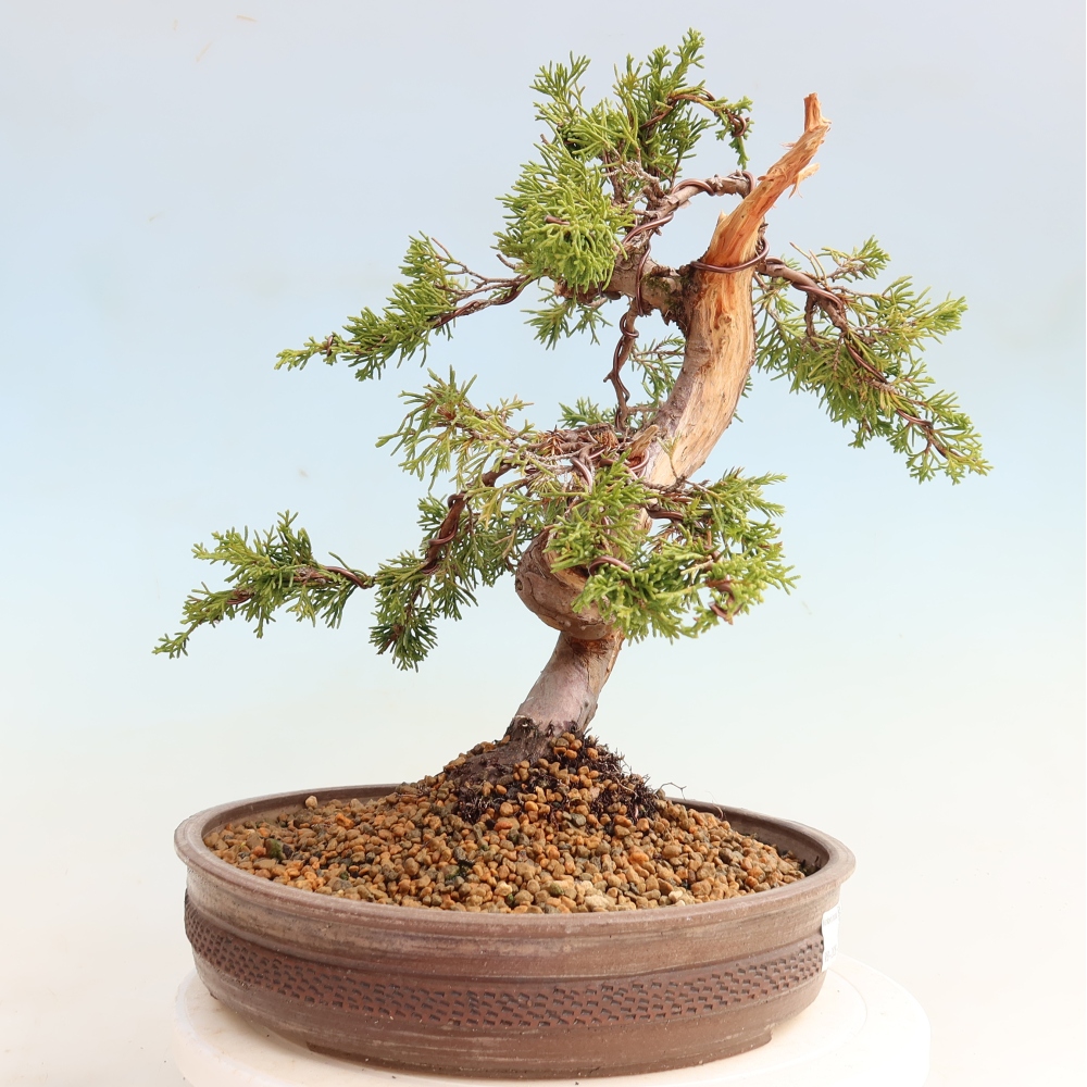 Bonsaï d'extérieur - Juniperus chinensis Itoigawa-Juniperus chinensis