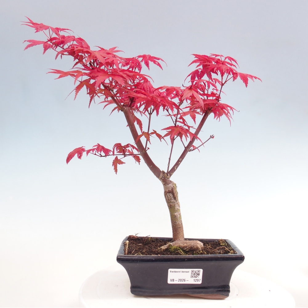 Bonsaï d'extérieur - Acer palmatum DESHOJO