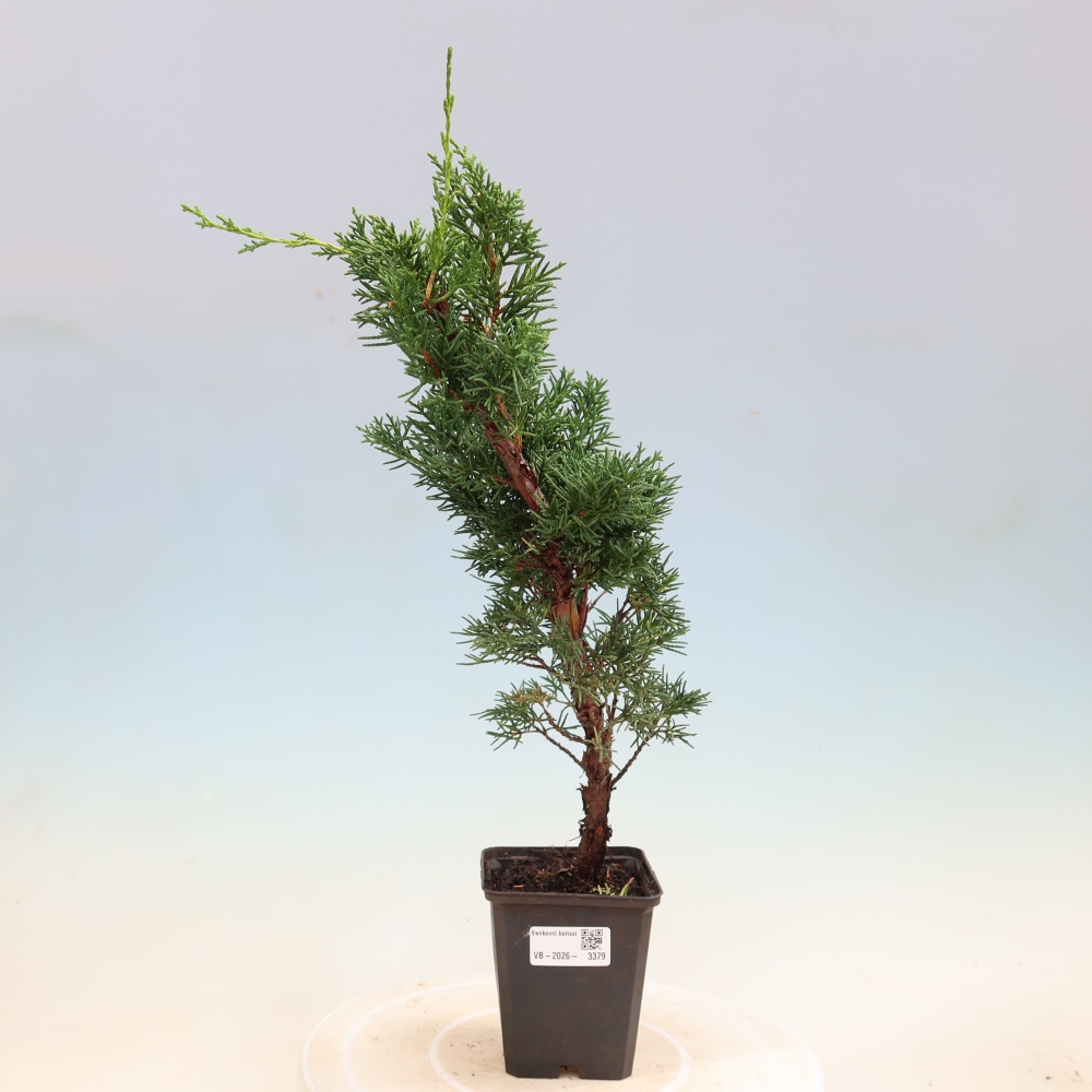 Bonsaï d'extérieur - Juniperus chinensis Kishu