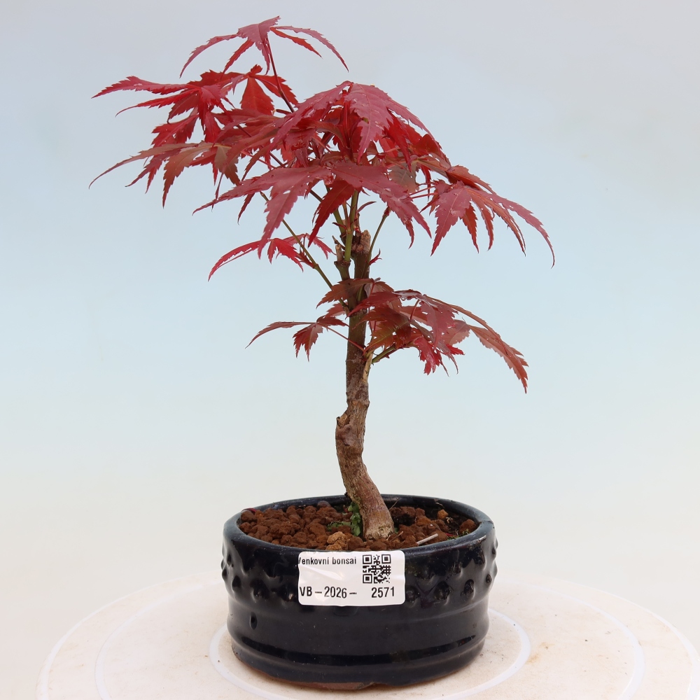 Bonsaï d'extérieur - Acer palm. Atropurpureum-Javor palmate