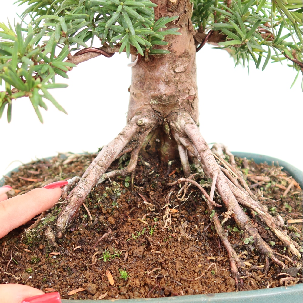 Bonsaï d'extérieur - Taxus cuspidata - If japonais