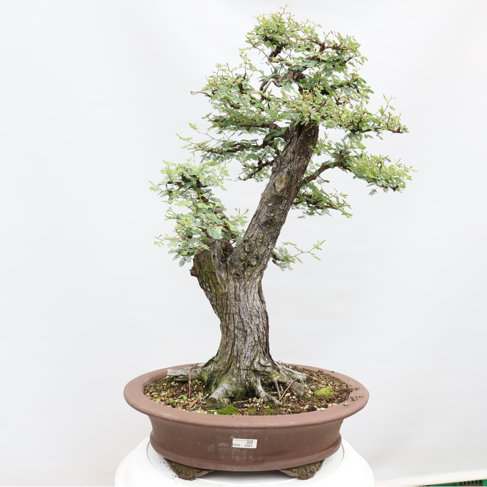 Bonsaï de chambre - Acacias Arabica