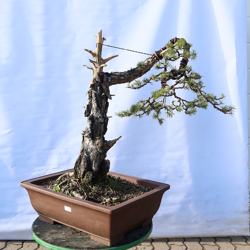 Pinus sylvestris Espagne - pin sylvestre