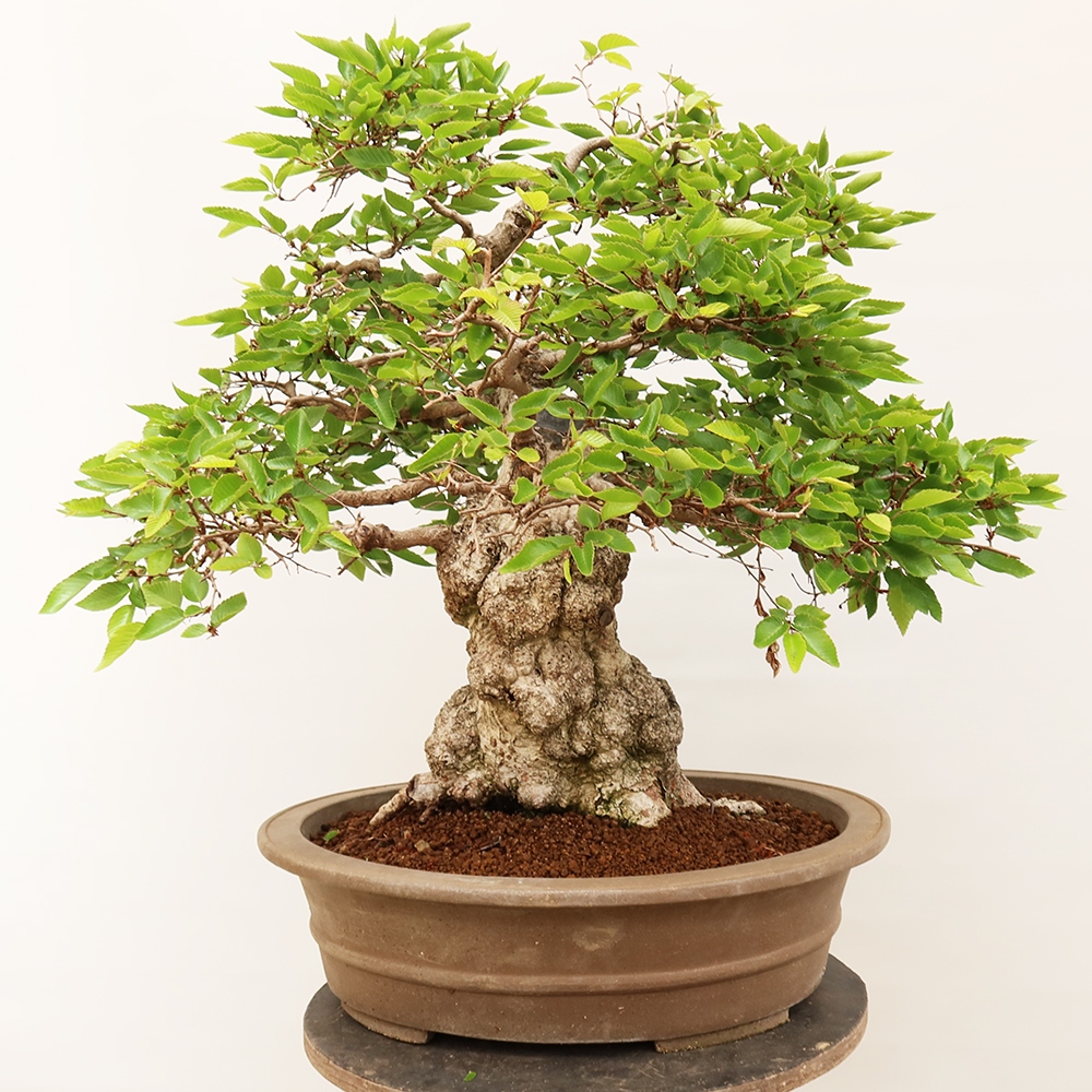 Bonsaï d'extérieur -Carpinus Coreana - Charme de Corée