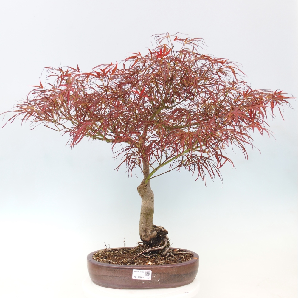 Bonsaï d'extérieur - Acer palmatum RED PYGMY
