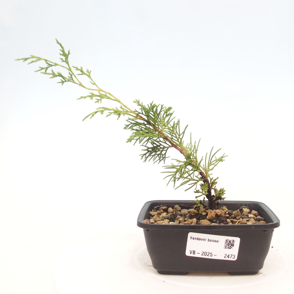 Bonsaï d'extérieur - Juniperus chinensis Itoigawa