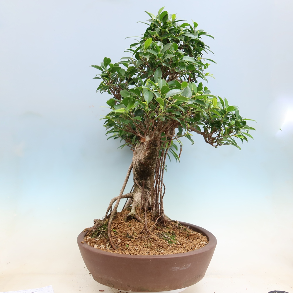 Salle bonsaï - Ficus kimmen - ficus à petites feuilles