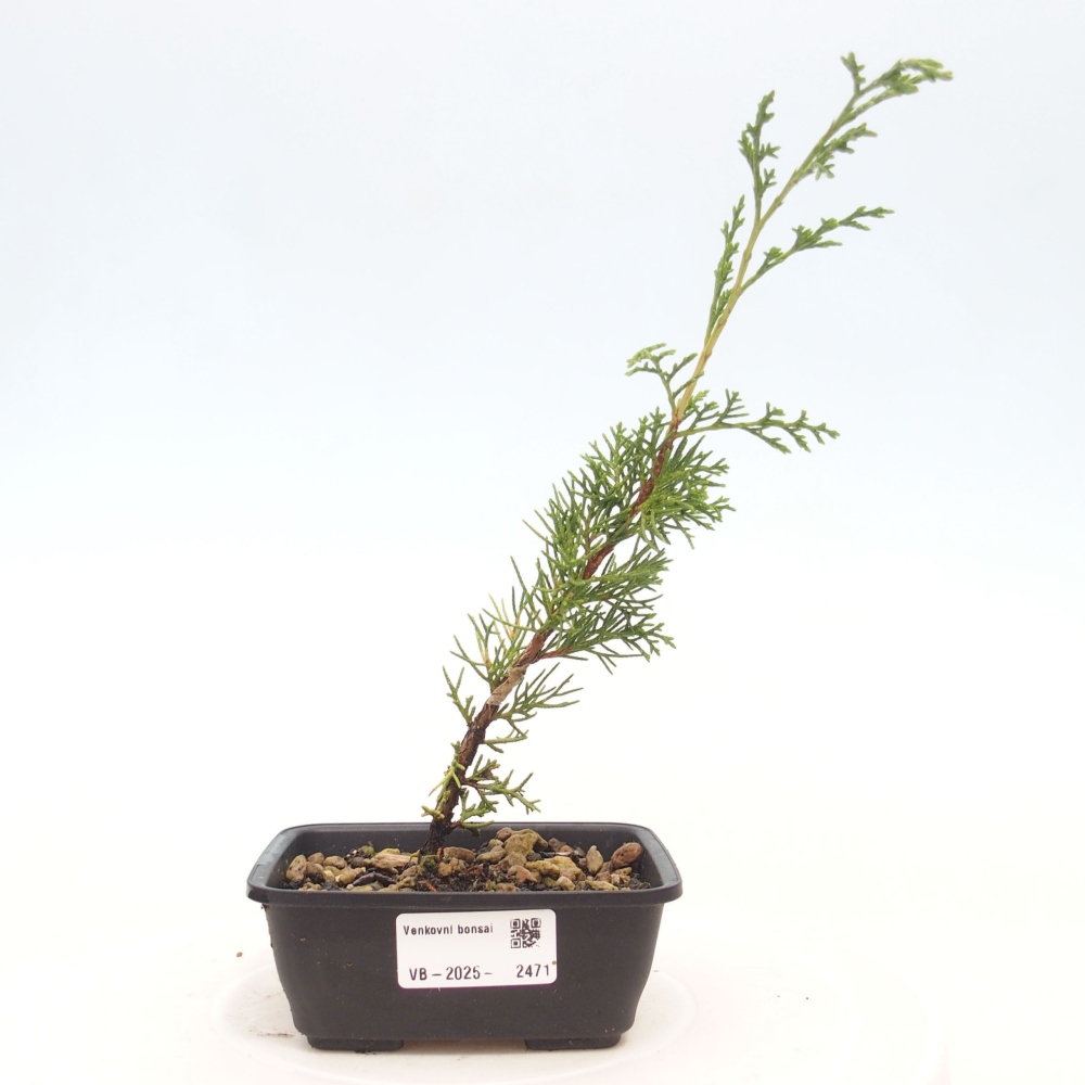 Bonsaï d'extérieur - Juniperus chinensis Itoigawa