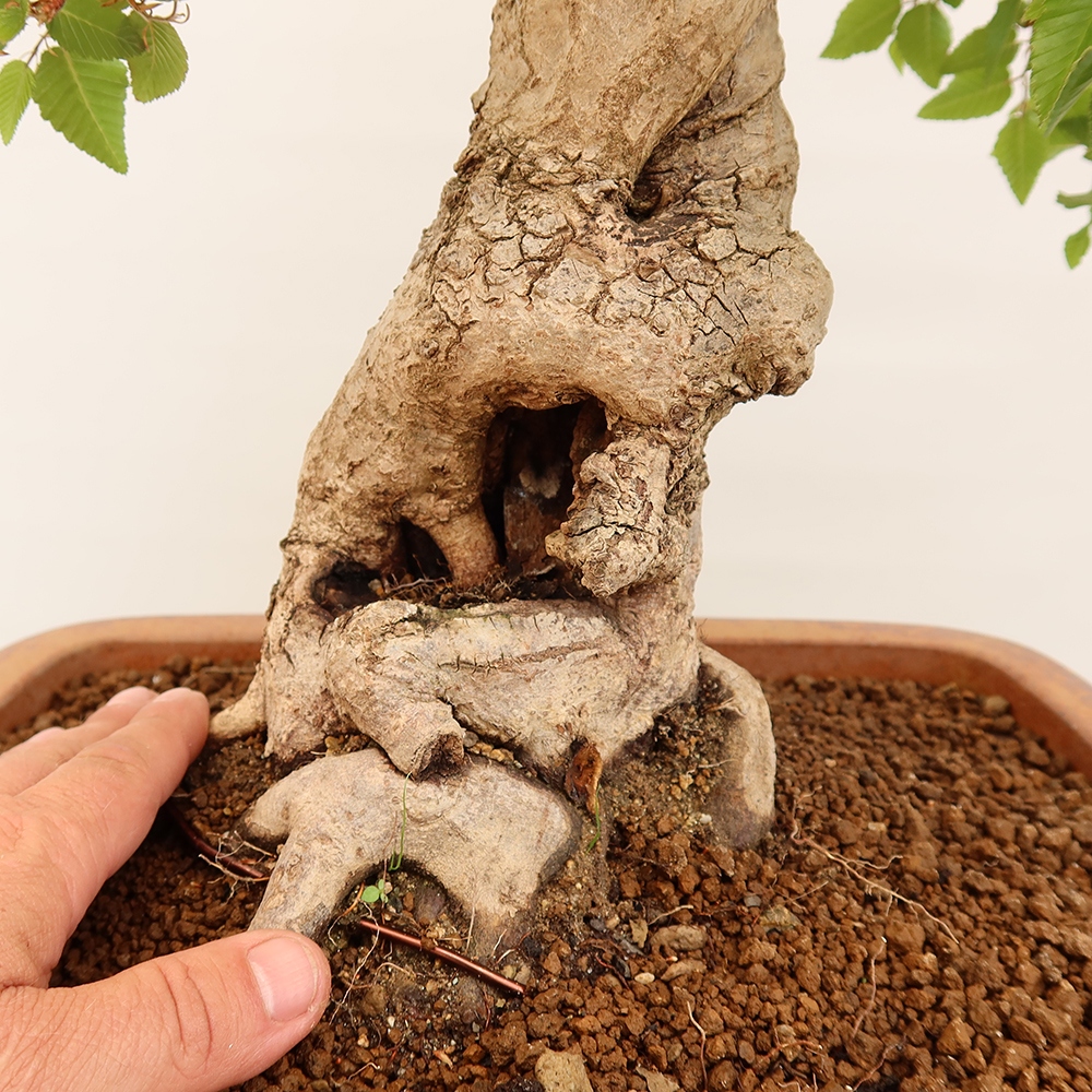 Bonsaï d'extérieur -Carpinus Coreana - Charme de Corée